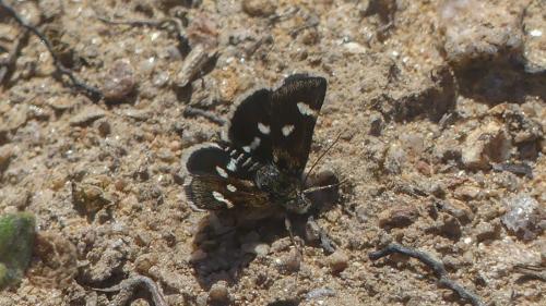 Eurrhypis guttulalis